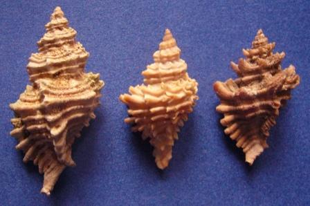 Muricopsis cristata?